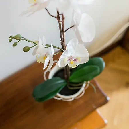 Dobracina Apartment *
